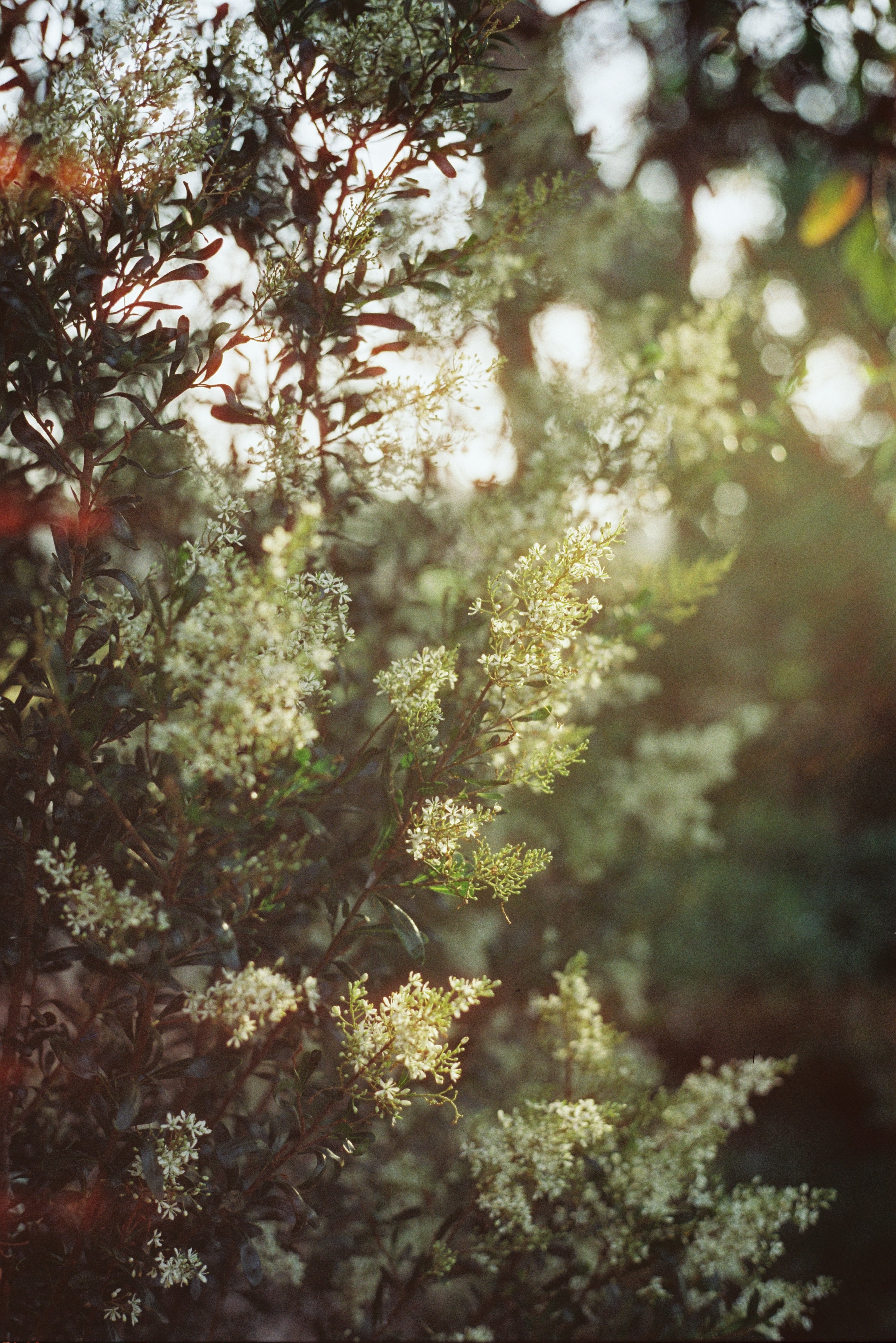 film-never-die-sora-200-farbfilm-35mm-36-aufnahmen-tageslicht image 8