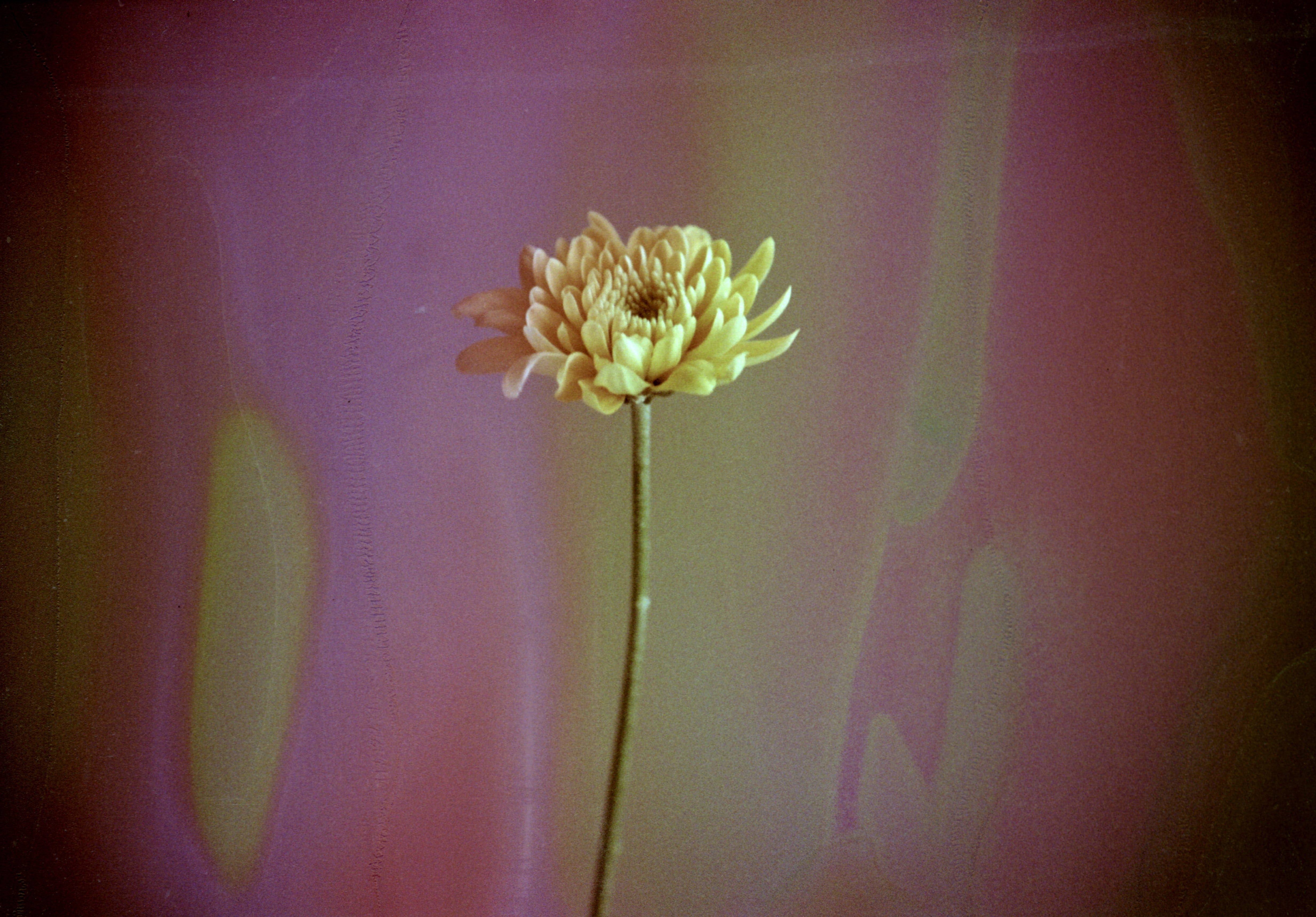 hanalogital-fluorite-35mm-farbfilm-36-aufnahmen-iso-200 image 6