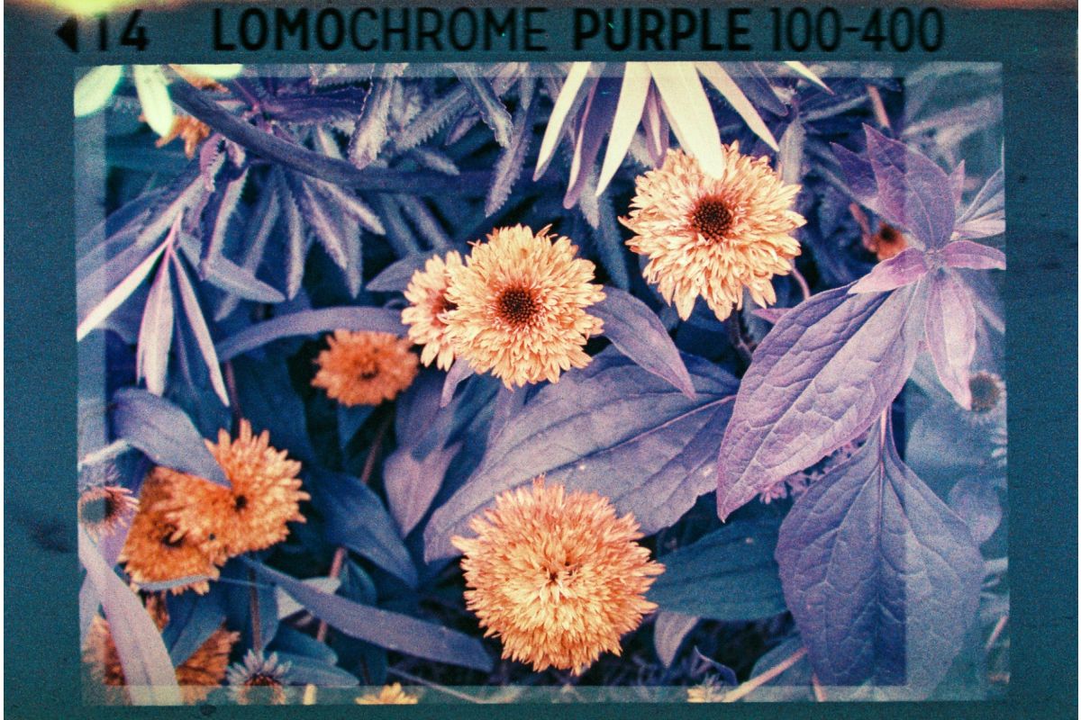lomography-lomochrome-pocket-trio-110-film-farbfilm-3x24 image 3