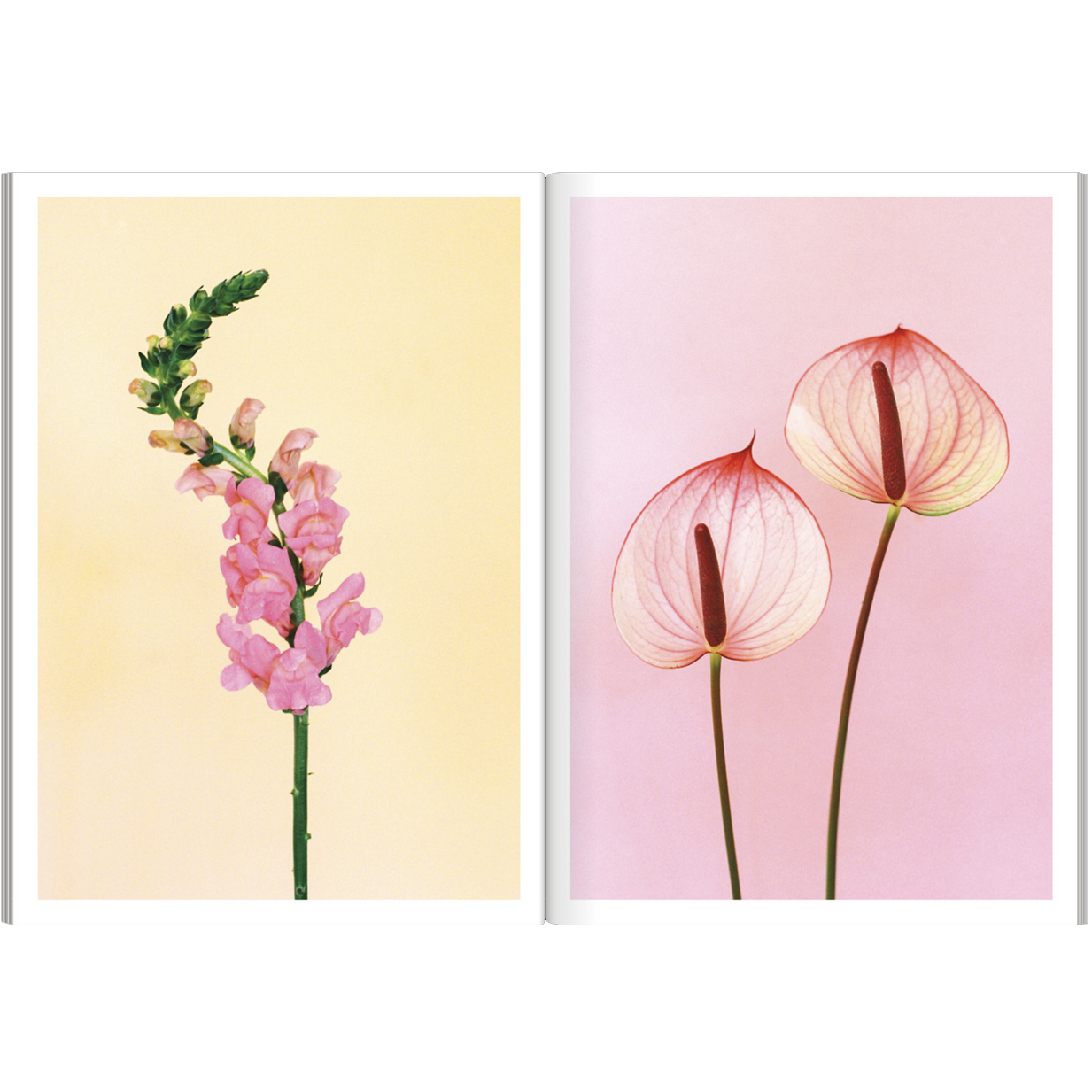 dubblefilm-the-chromatics-of-flowers-fotobuch-blumen image 3
