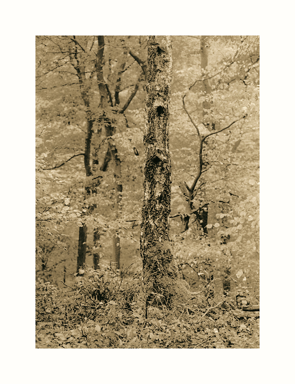 moersch-tanol-pyro-48-negativentwickler-pyrogallol image 2