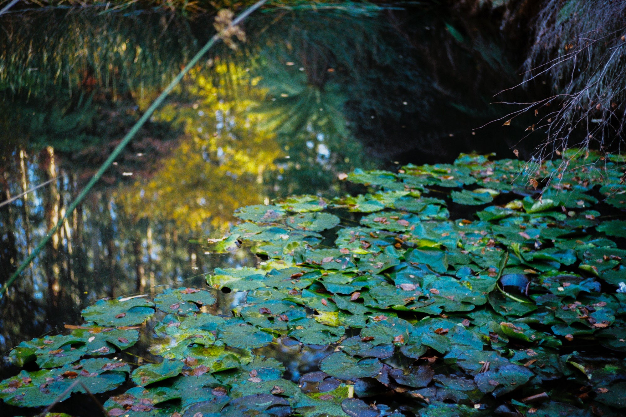 cinestill-400d-farbfilm-35mm-36er-iso-400-tageslicht-feinkorn image 4