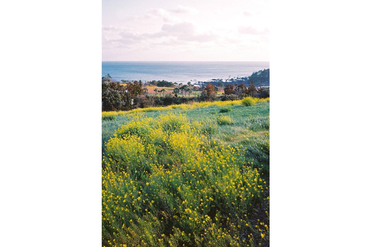lomography-color-negative-400-farbfilm-35mm-3er-pack-36er image 5