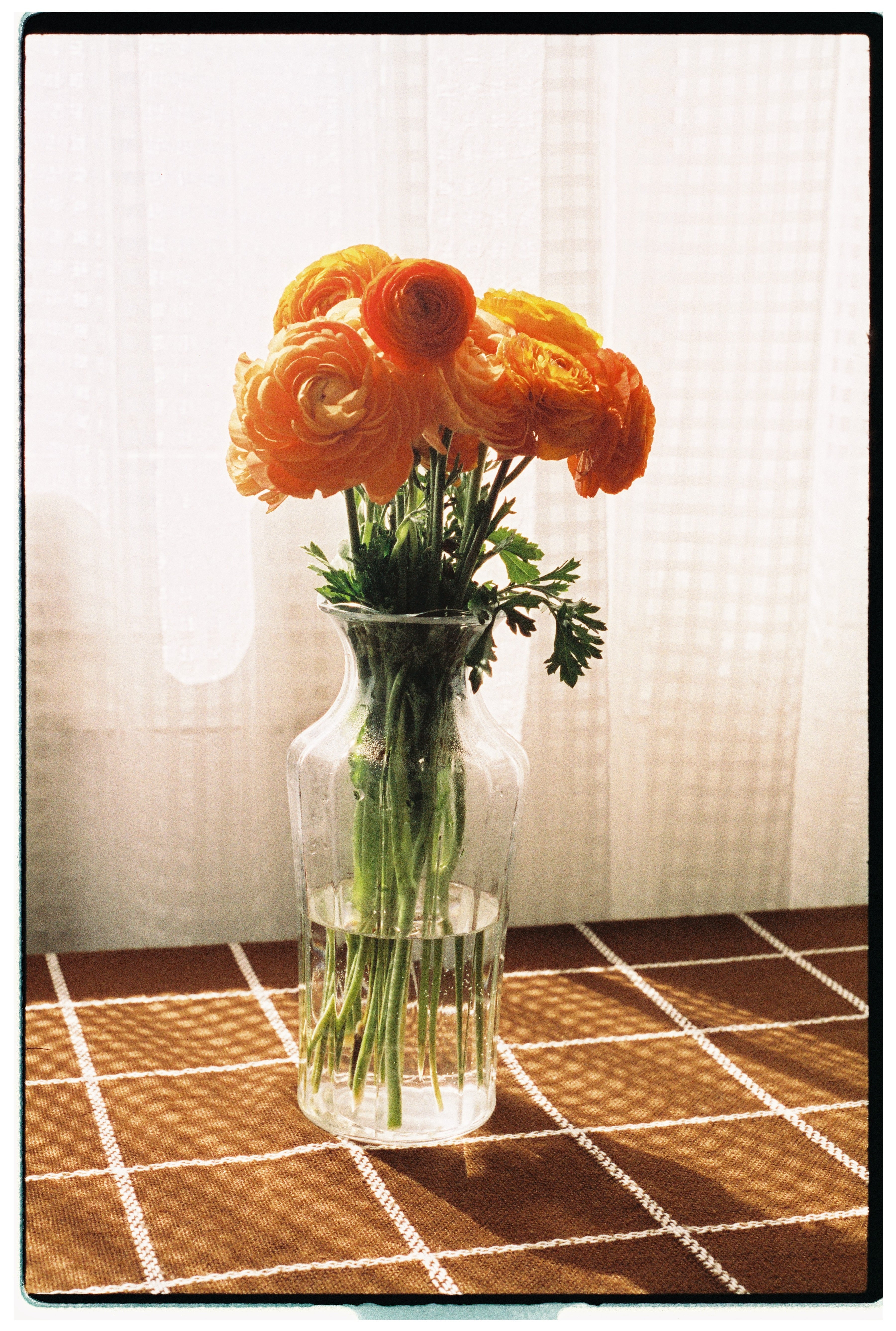 lucky-c400-farbfilm-35mm-iso-400-tageslicht-36-aufnahmen image 3