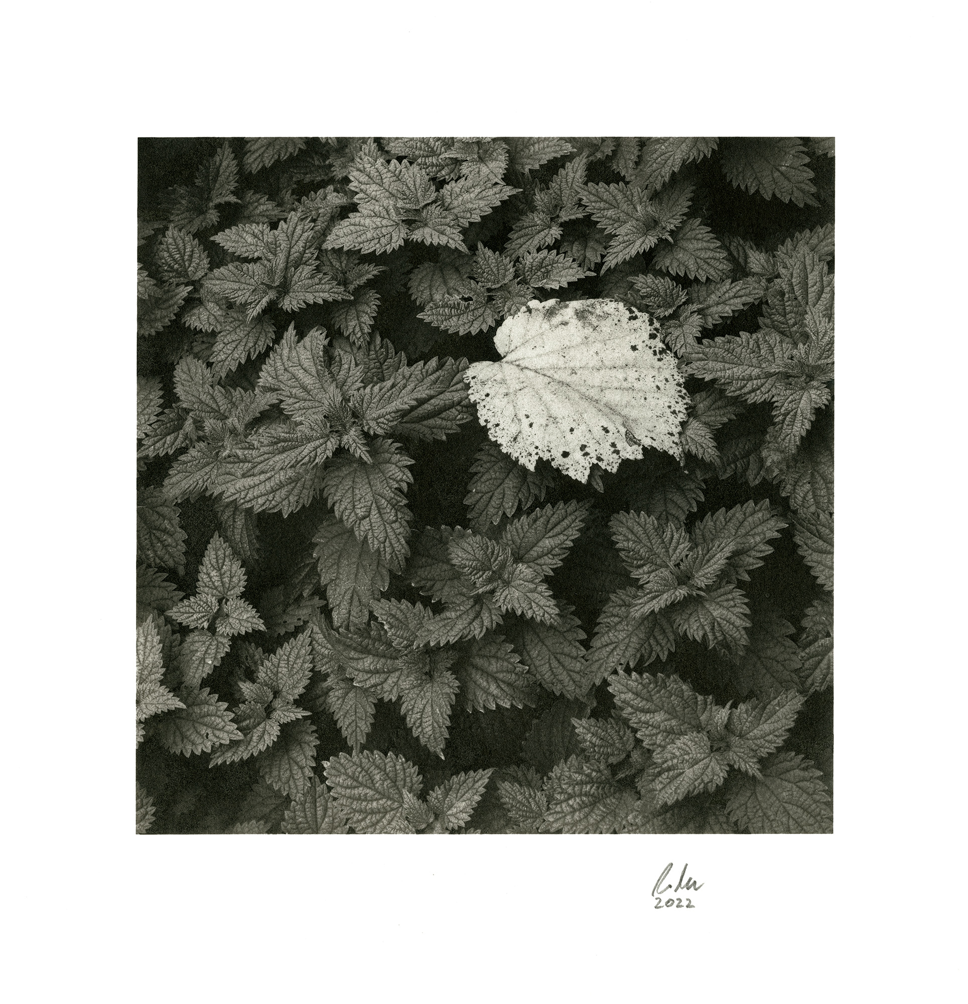 moersch-se-silber-pop-lobotype-edeldruck-set image 6