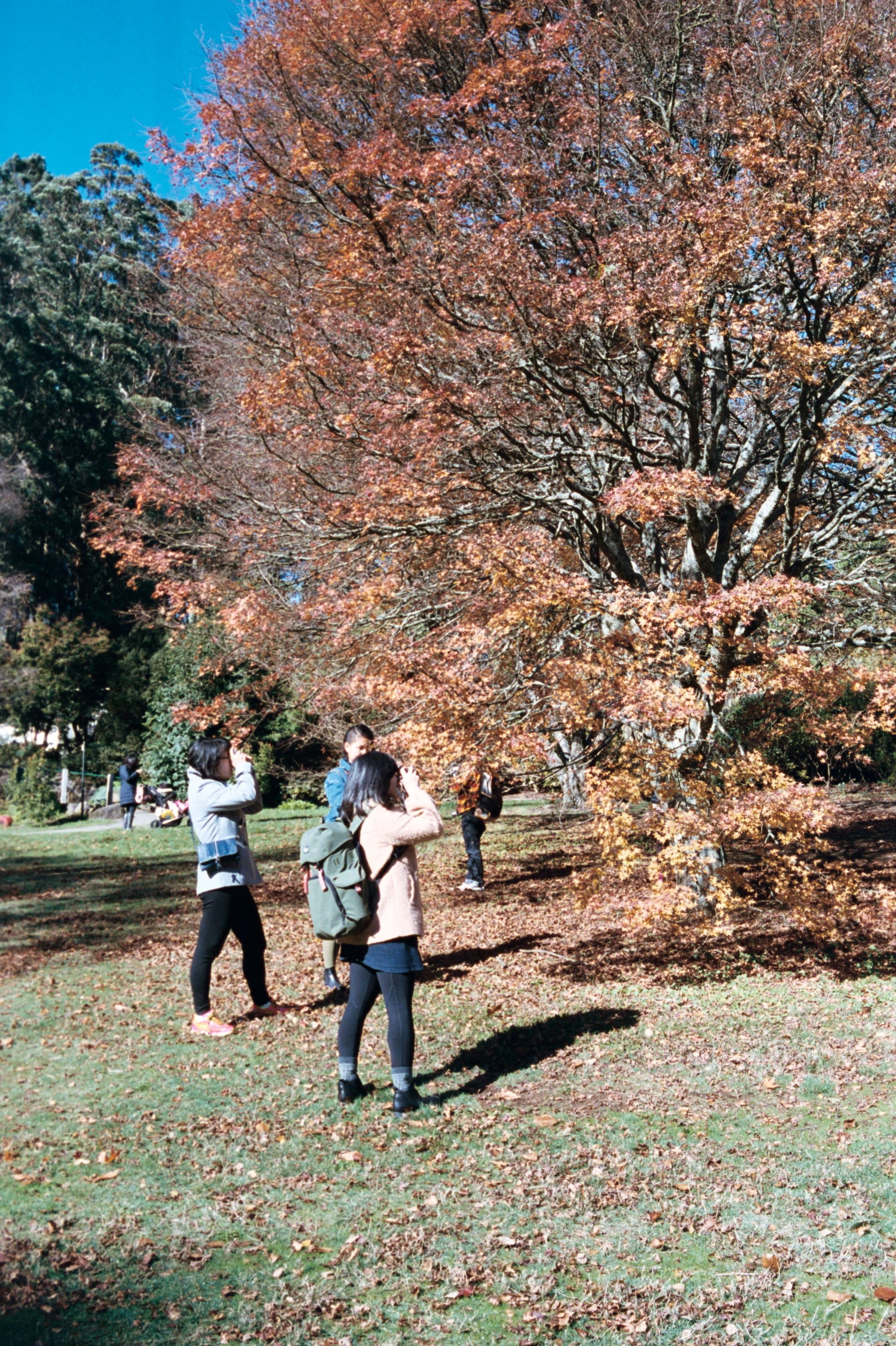 kodak-portra-400-farbfilm-35mm-36-bilder-5er-pack-portrait image 4