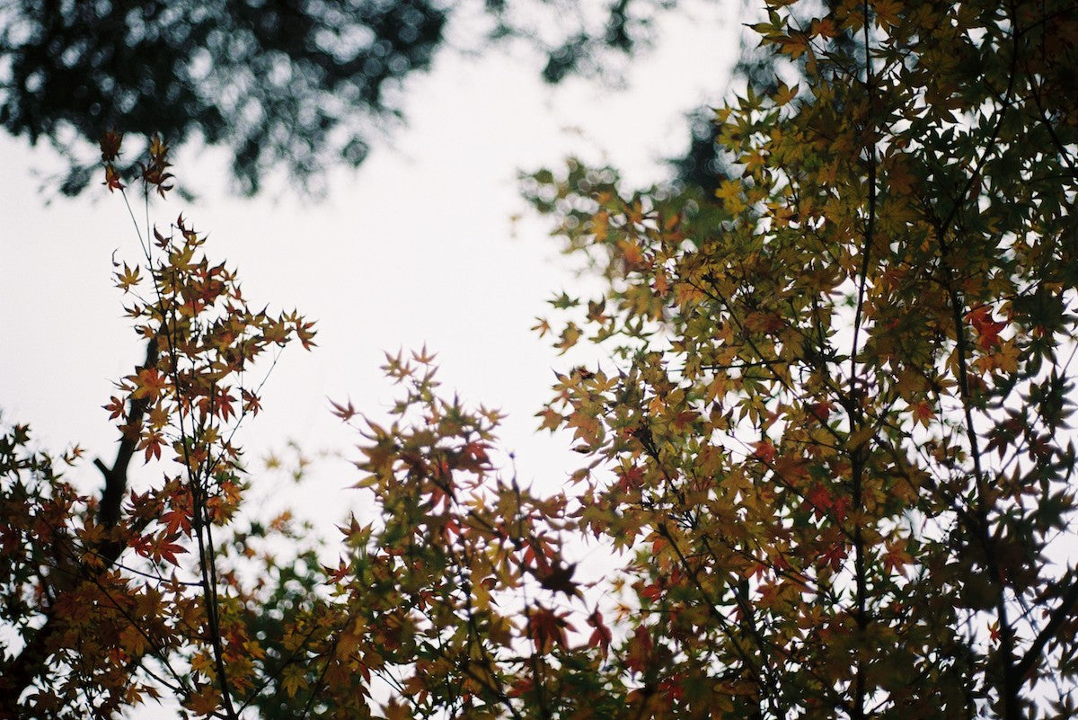 filmneverdie-kiro-400-35mm-farbfilm-27-aufnahmen-effekt image 8