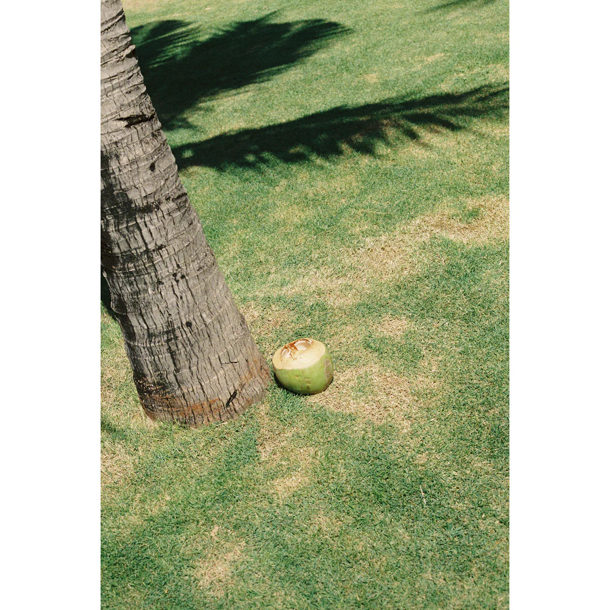 film-never-die-mr-negative-fragile-400-35mm-farbfilm-36-aufn image 4