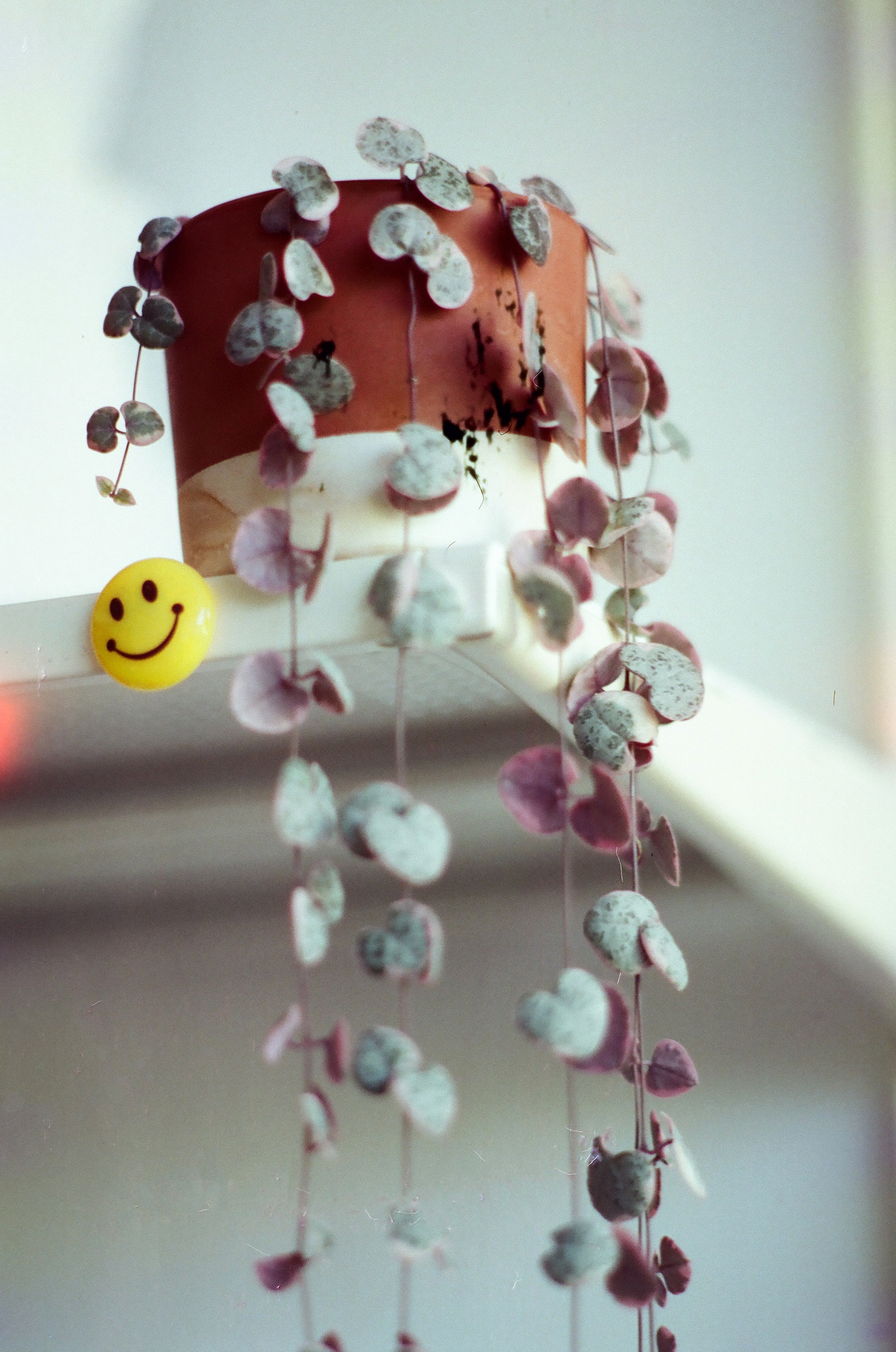 dubblefilm-treat-35mm-farbfilm-400-iso-24-aufnahmen image 6
