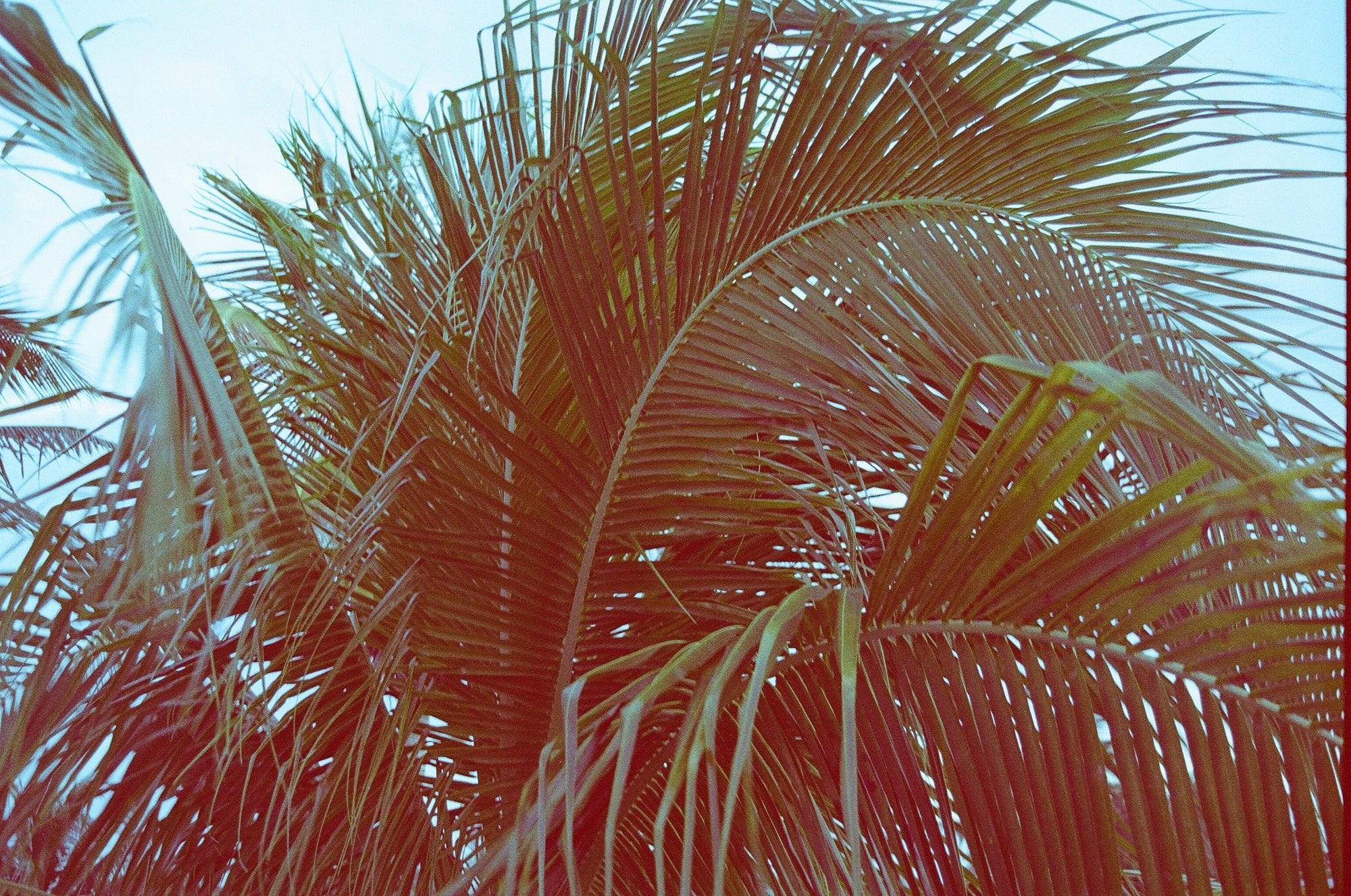 revolog-600nm-effektfilm-35mm-200-iso-36-bilder-rotstich image 2