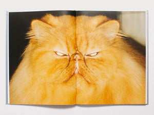 dubblefilm-the-best-cat-in-the-world-buch-hardcover-katzen image 5