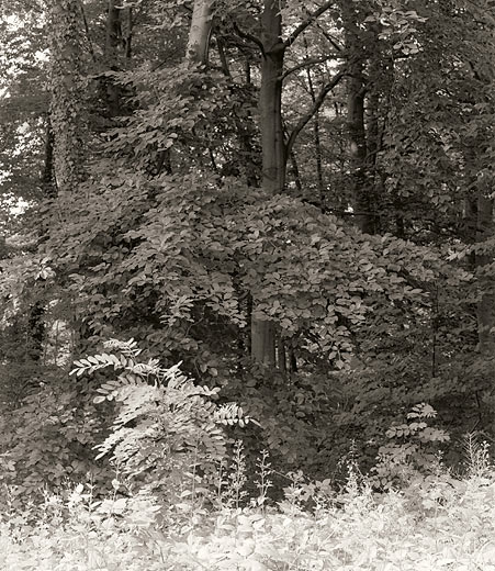 moersch-se4-neutral-positiventwickler-hydrochinonfrei image 8