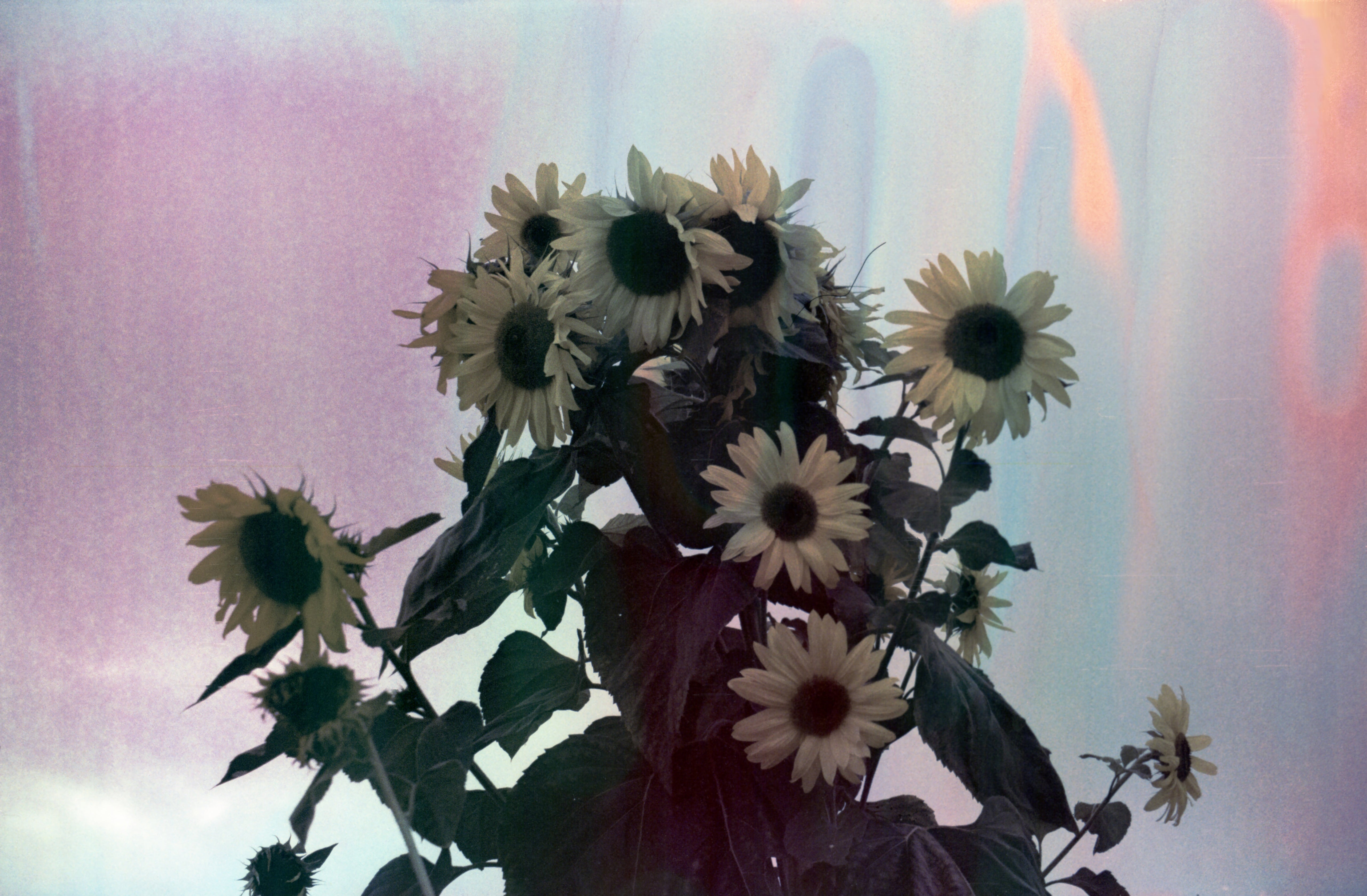hanalogital-opal-35mm-kleinbildfilm-effektfilm-filmsuppe image 5