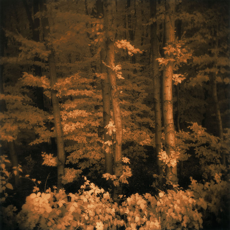 moersch-lith-omega-zweitbad-farbverst-rker-lith image 6