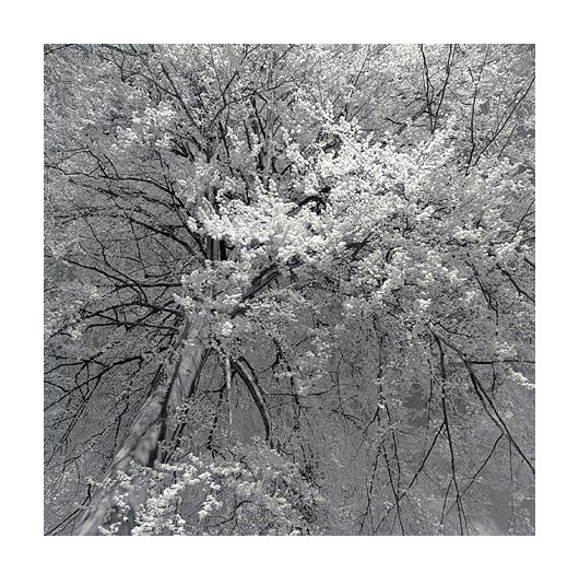 moersch-tanol-speed-negativentwickler-25-400-asa-stain image 4