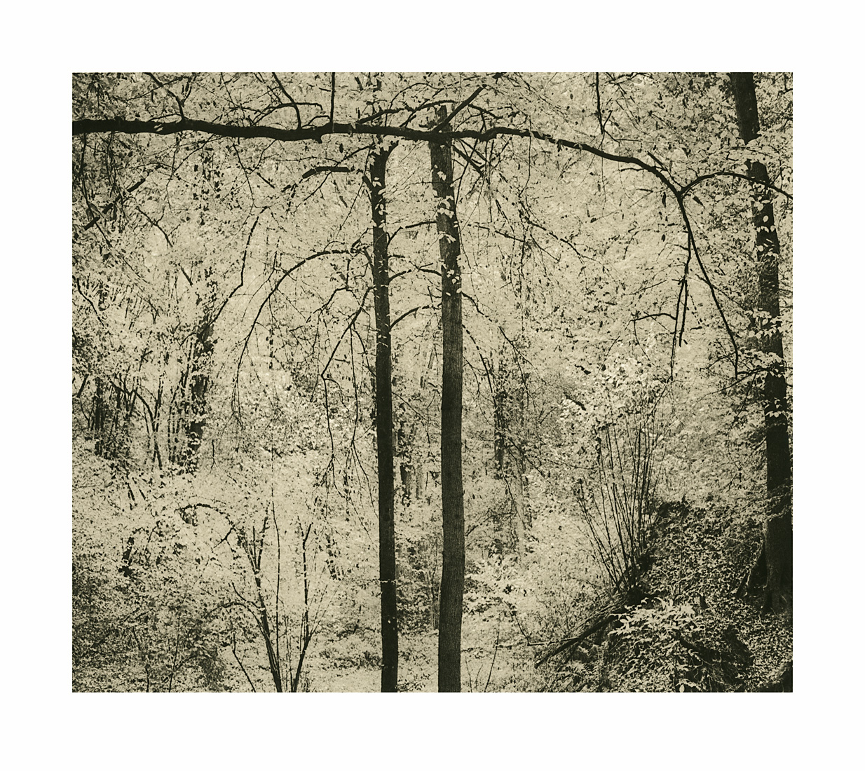 moersch-lith-g-zweitentwickler-lithentwickler-glycin-farbig image 7
