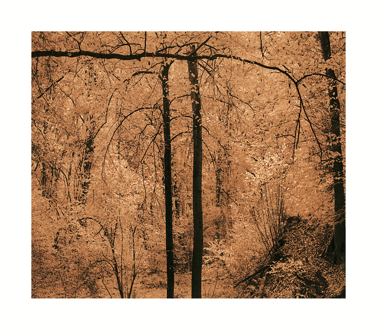 moersch-lith-g-zweitentwickler-lithentwickler-glycin-farbig image 4