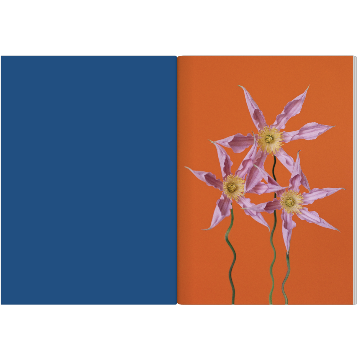 dubblefilm-the-chromatics-of-flowers-fotobuch-blumen image 2