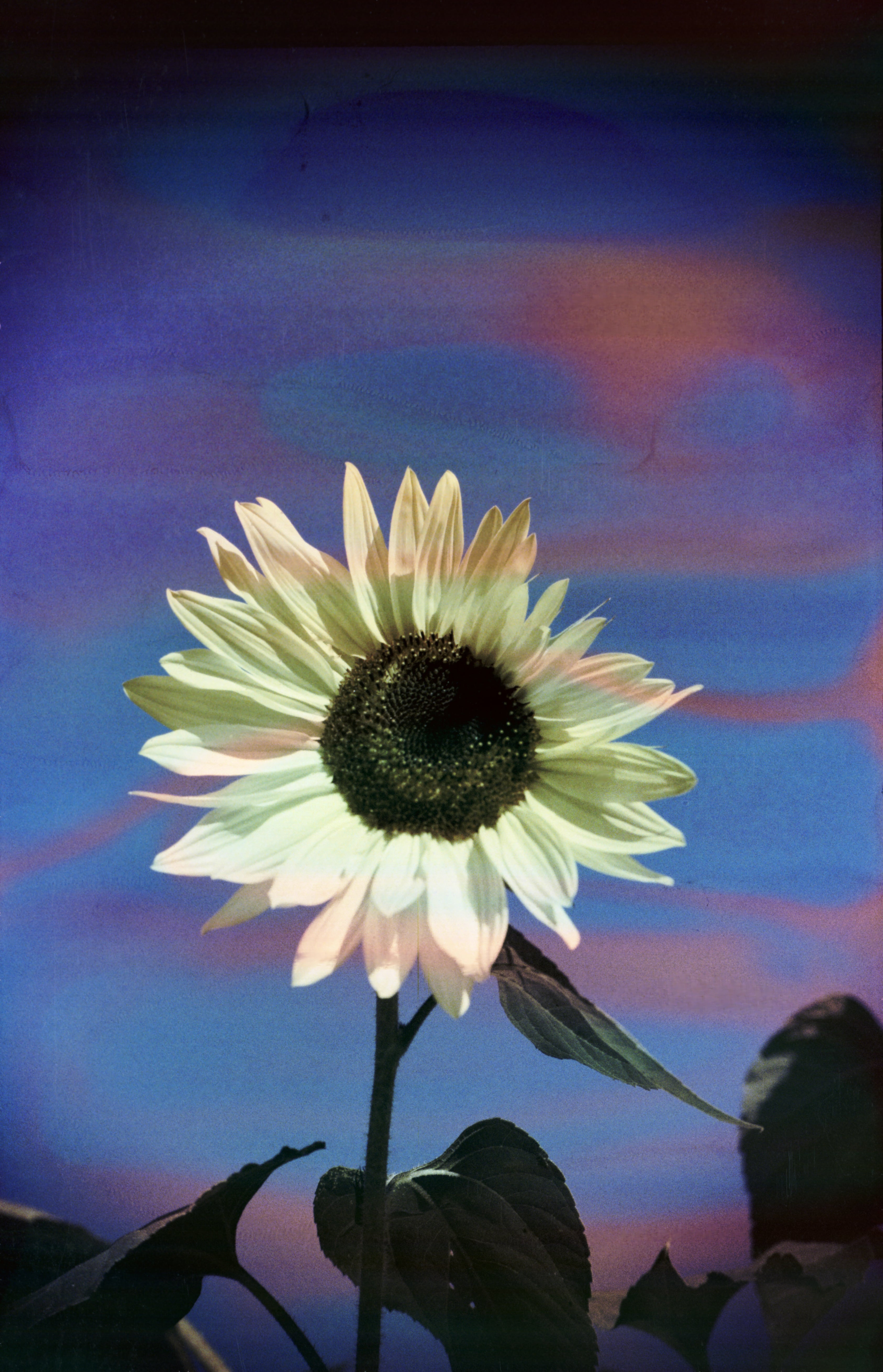 hanalogital-opal-35mm-kleinbildfilm-effektfilm-filmsuppe image 3