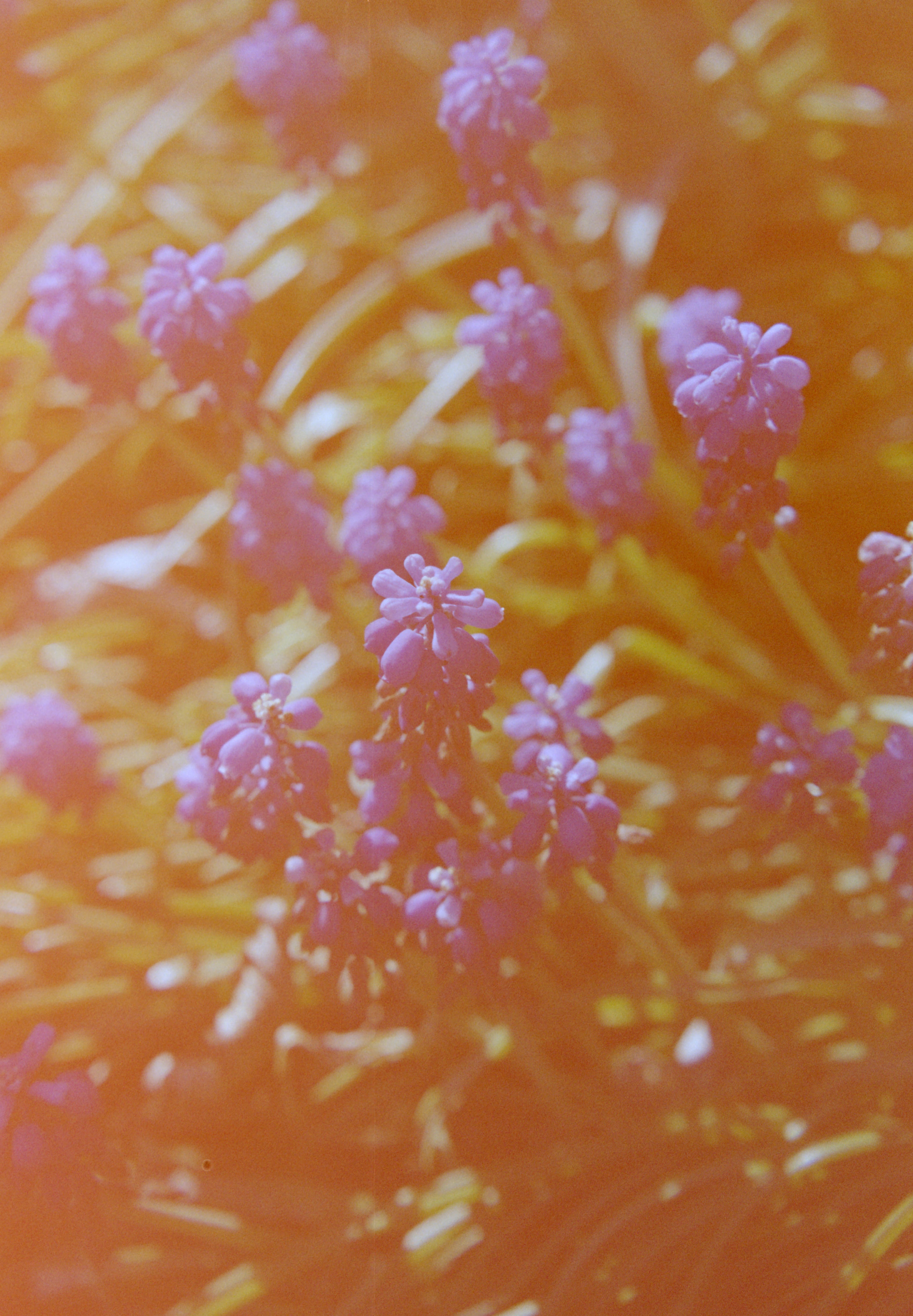 hanalogital-prism-35mm-experimentalfilm-vorbelichtet-prisma-effekt image 6