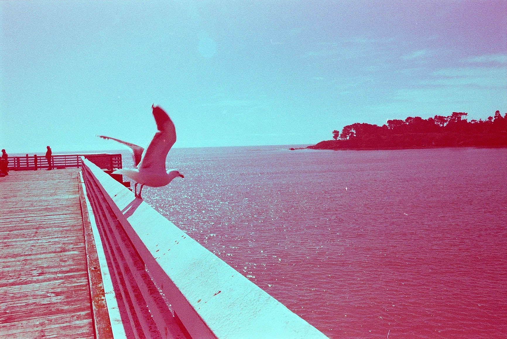 revolog-600nm-35mm-effektfilm-200-iso-36-aufnahmen image 3
