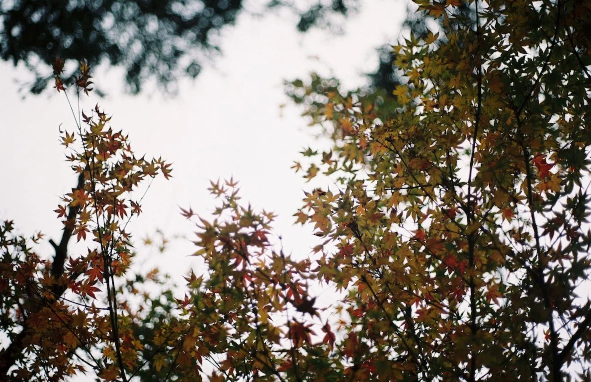filmneverdie-kiro-400-35mm-farbfilm-27-aufnahmen-effekt image 3