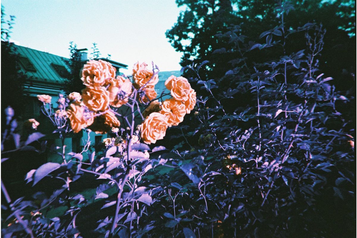 lomography-simple-use-lomochrome-purple-einwegkamera-35mm-mit-blitz image 4
