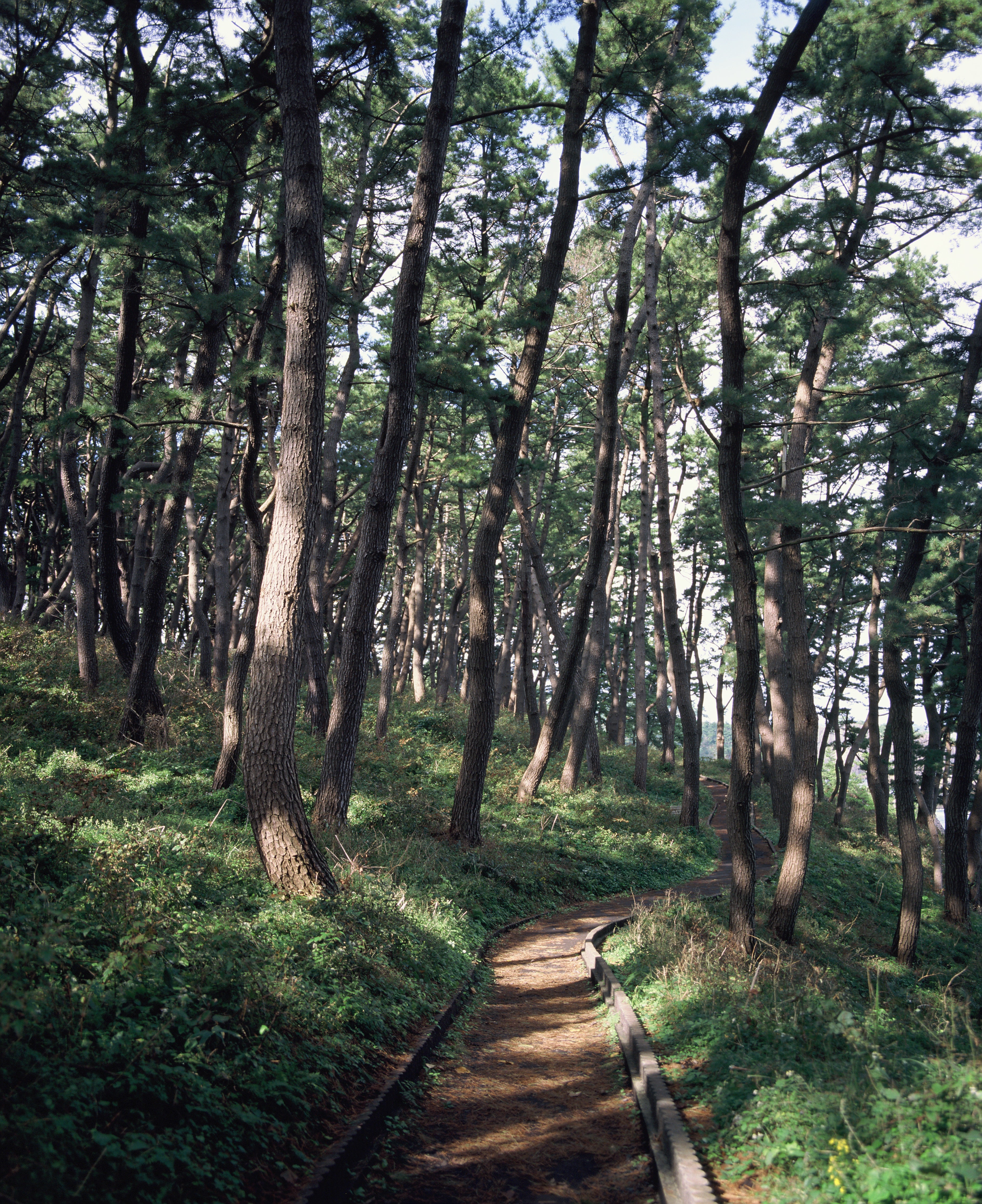 kodak-ektachrome-e100-diafilm-120-iso-100-farbumkehrfilm image 4
