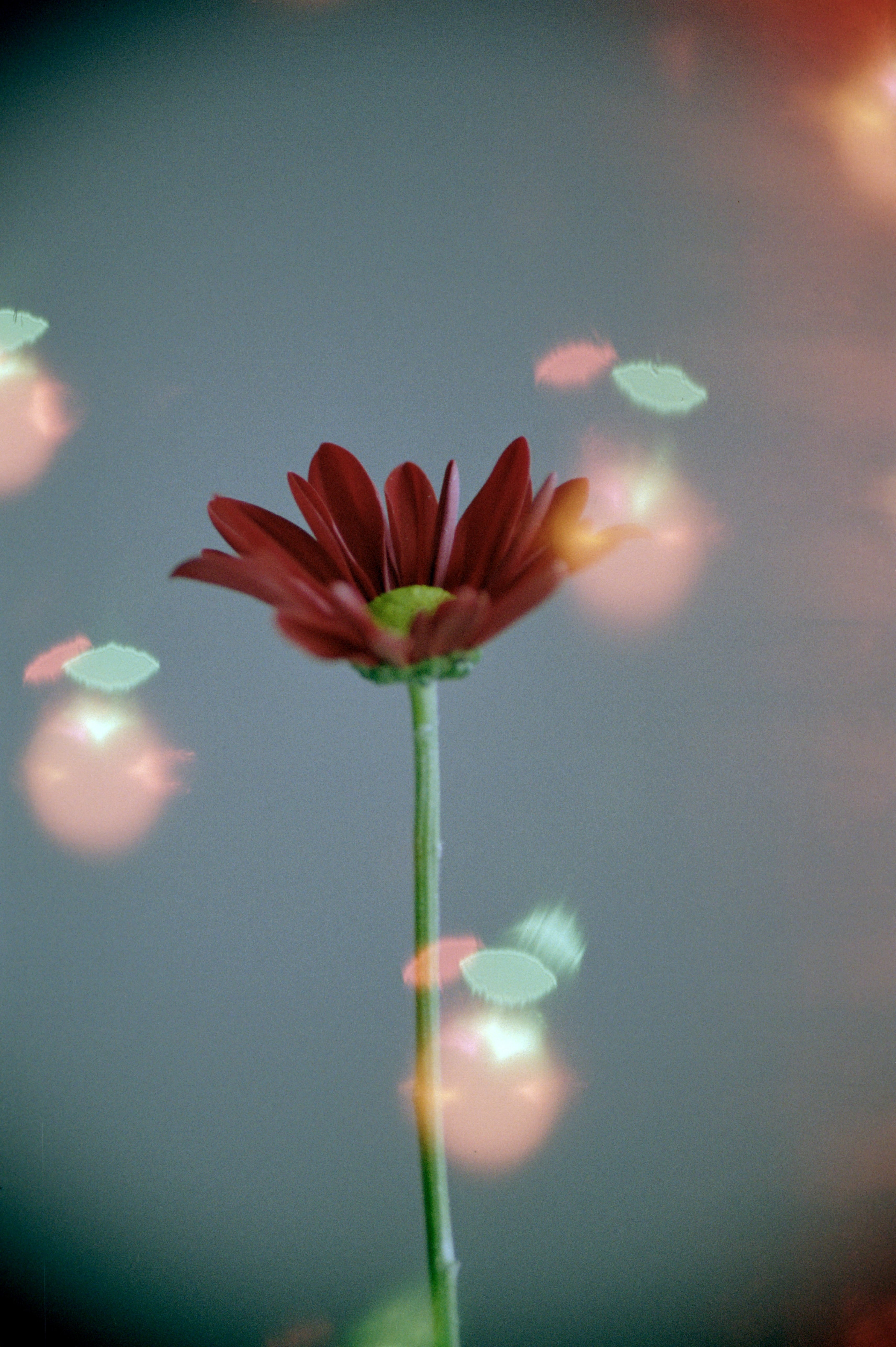dubblefilm-hanalogital-bokeh-effektfilm-35mm-200-iso-36-bilder image 3