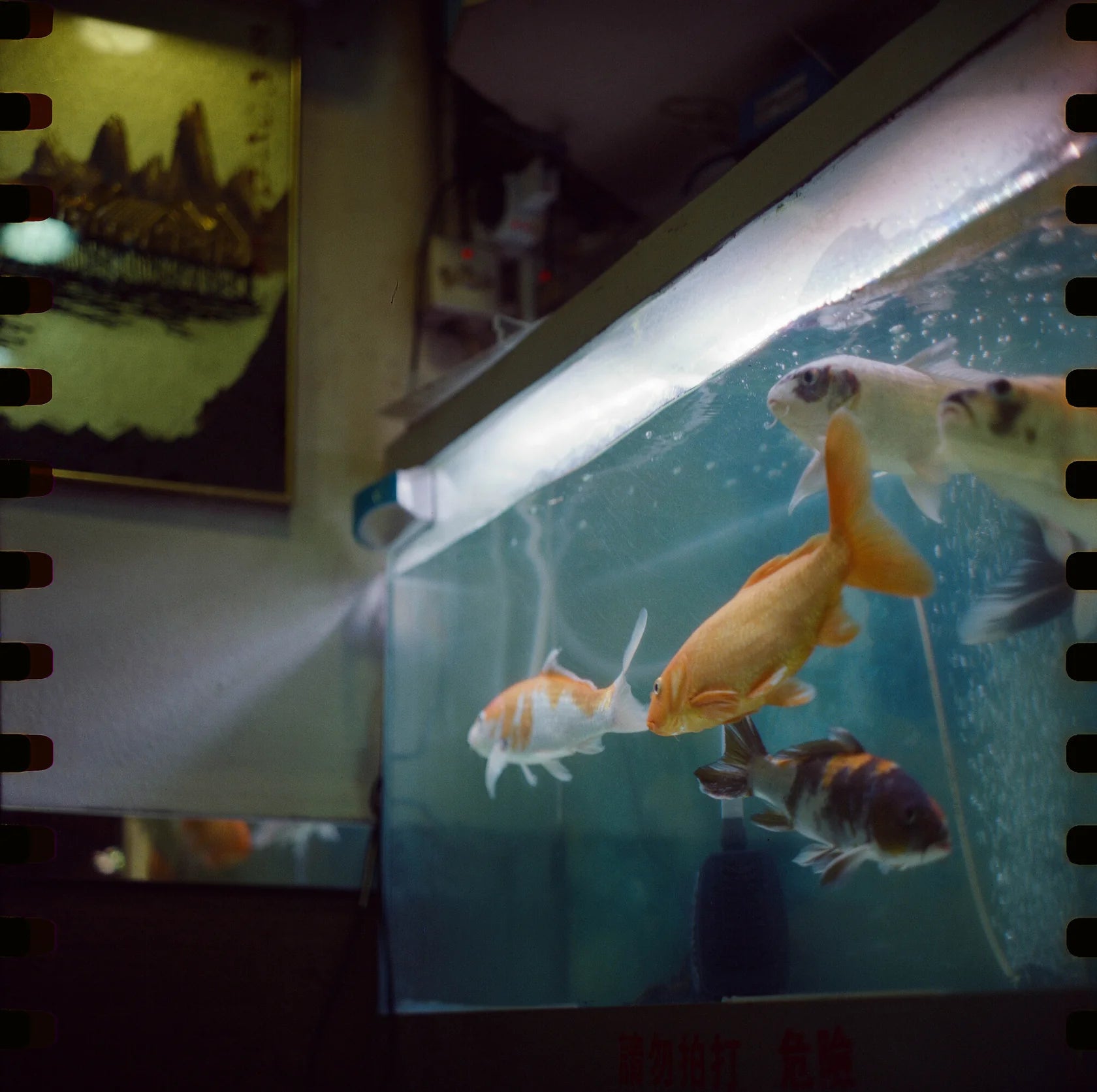 reflx-lab-500t-farbfilm-120-tungsten-iso-500 image 3